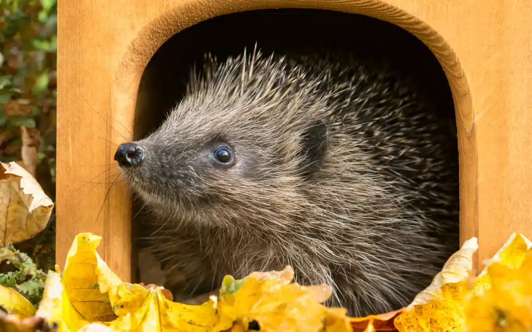 Igel Winterschlaf – Überleben in der kalten Jahreszeit