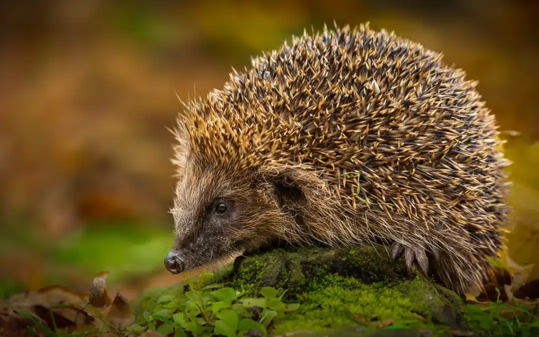 Igel bellen – ein ungewöhnliches Geräusch?