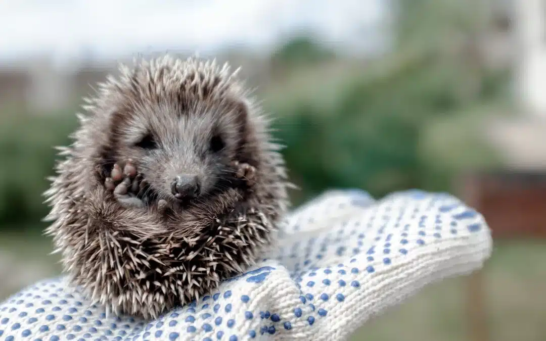 Igel gefunden, was tun? Wichtige Maßnahmen zur Erstversorgung