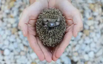 Igel hustet – was steckt dahinter?