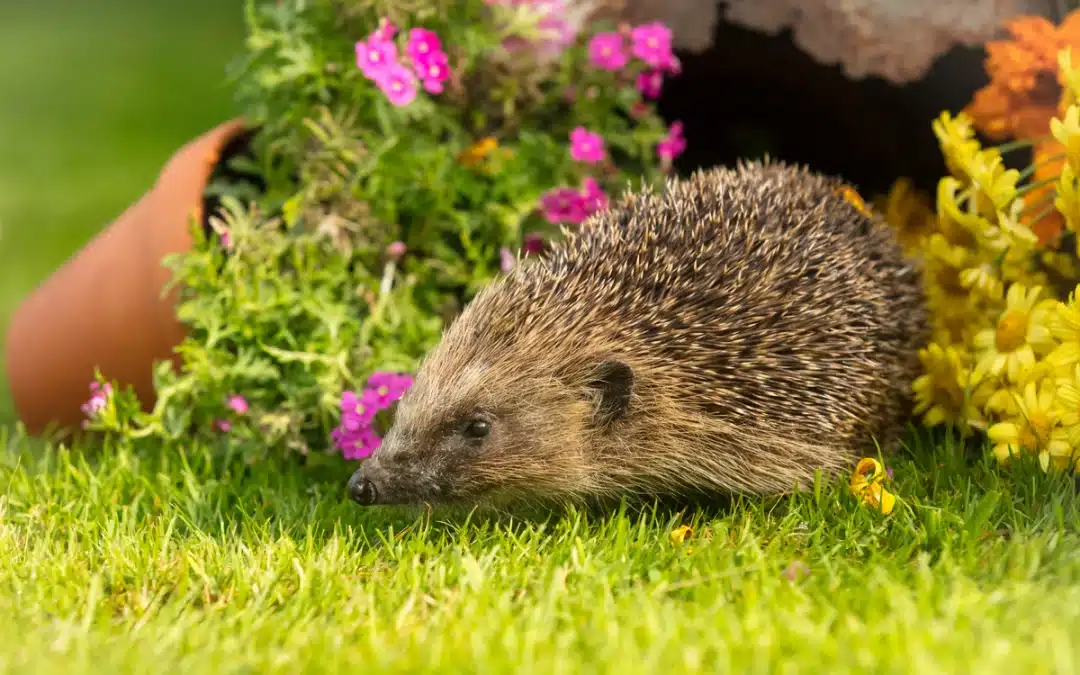 Igel im Garten – was tun? Tipps für ein sicheres Zuhause