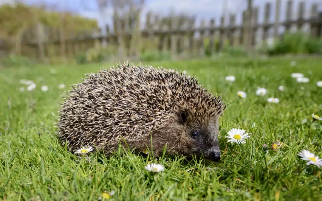 Igel im Garten – So machst du ihn igelfreundlich