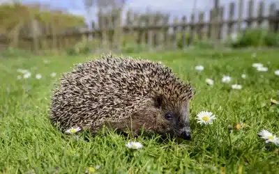 Igel im Garten – So machst du ihn igelfreundlich