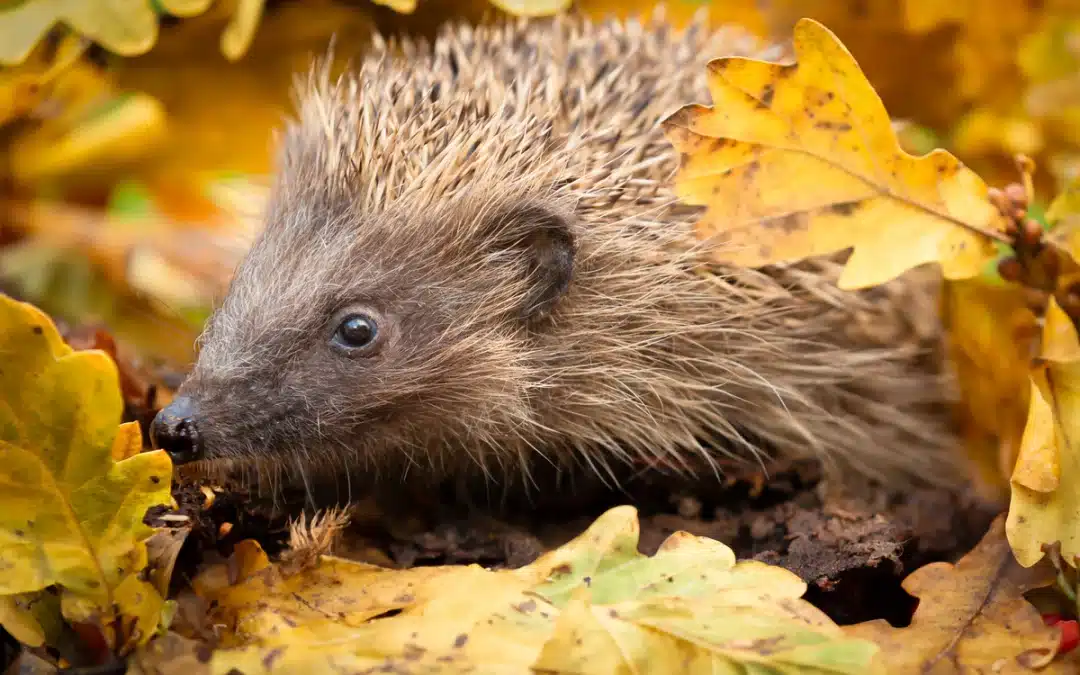 Igel im Herbst: Vorbereitung auf den Winter und wichtige Schutzmaßnahmen