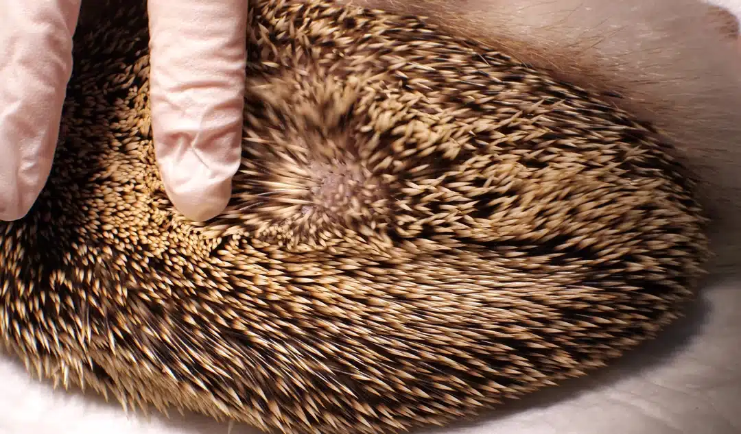 Igel ohne Stacheln – Ursachen und Überlebenschancen