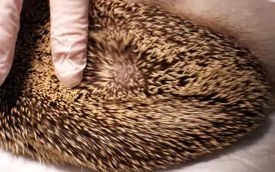 Igel ohne Stacheln – Ursachen und Überlebenschancen