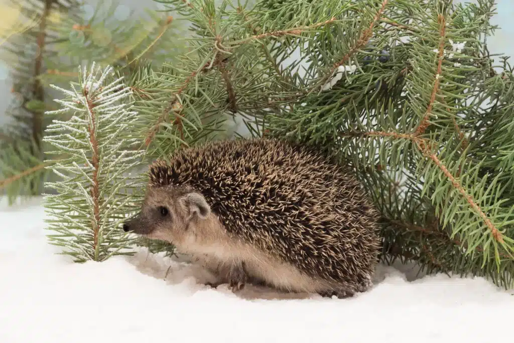 Igel überwintern - Wildtiere in Europa
