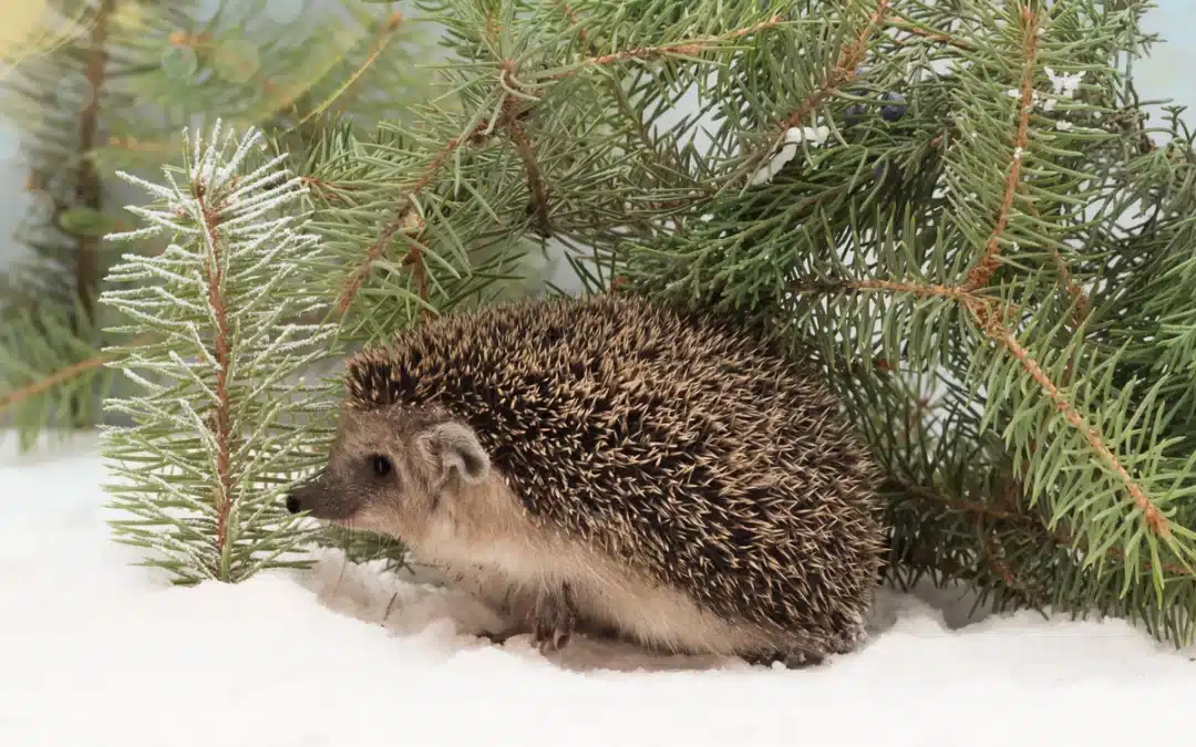 Wie Igel überwintern – Überlebensstrategien für die kalte Jahreszeit