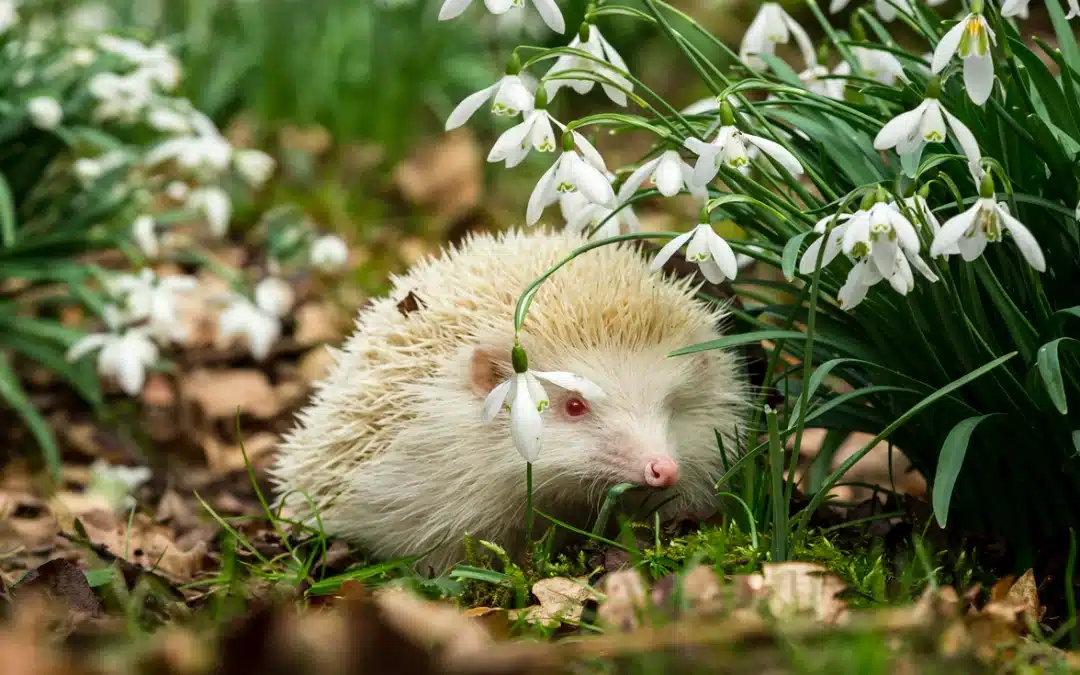 Igel weiß – Albino-Igel und Weißbauchigel im Vergleich