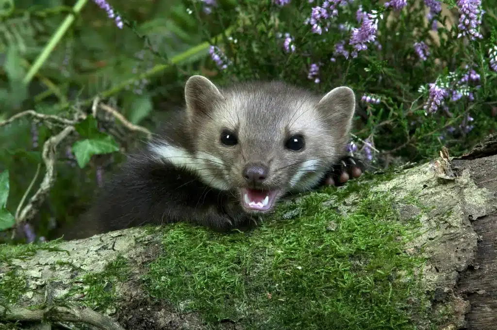 Ist der Steinmarder gefährlich - Wildtiere in Europa