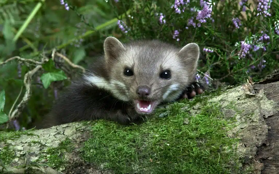 Steinmarder gefährlich – Welche Risiken gehen von ihm aus?
