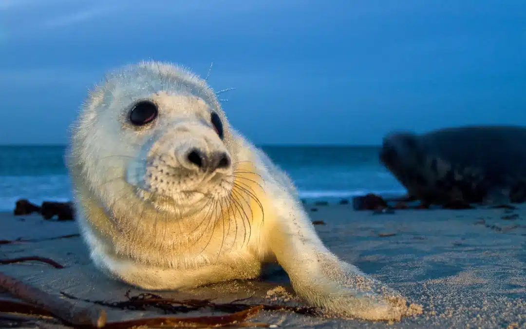 Ist die Kegelrobbe gefährlich?
