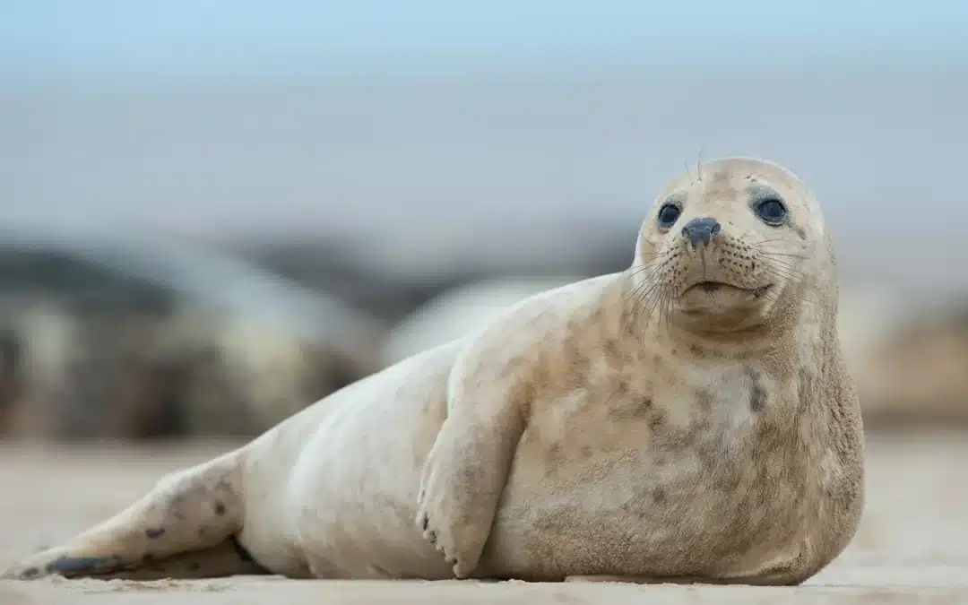 Das Kegelrobbe Gewicht: So stark variiert es je nach Geschlecht und Jahreszeit