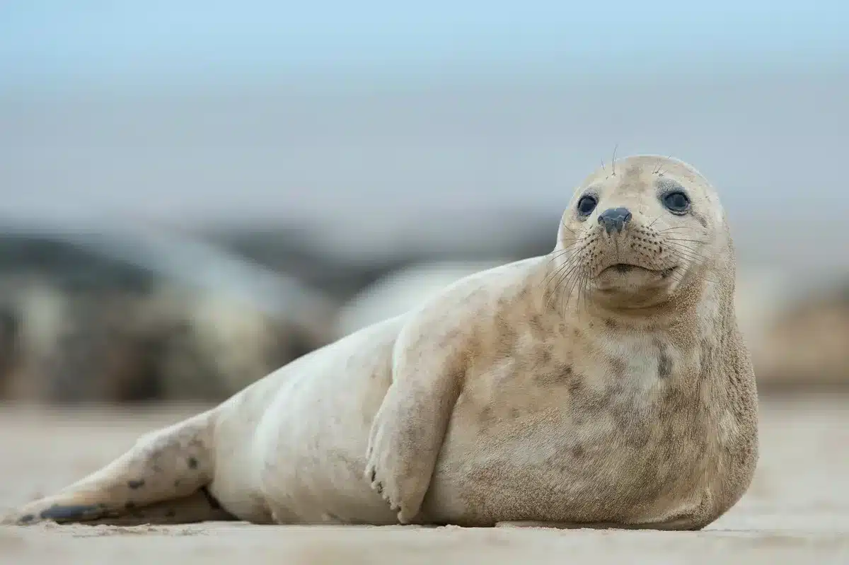 Kegelrobbe Gewicht - Wildtiere in Europa