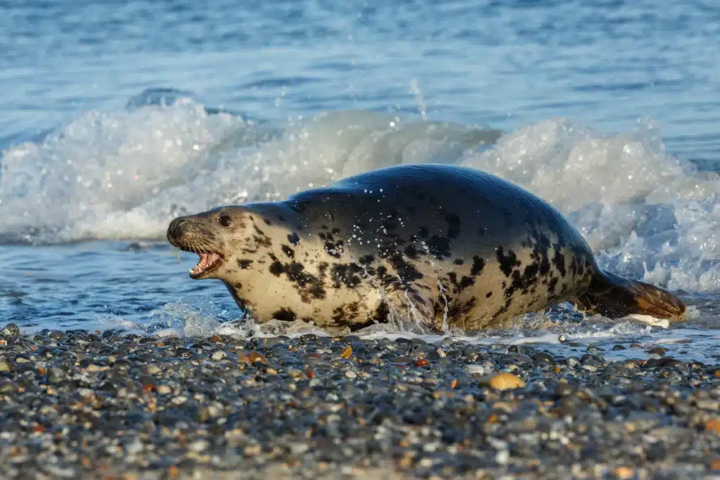 Kegelrobbe Größe - Wildtiere in Europa