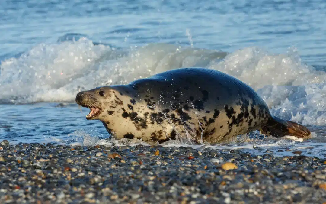 Die Kegelrobbe Größe – beeindruckende Dimensionen eines Meeresbewohners