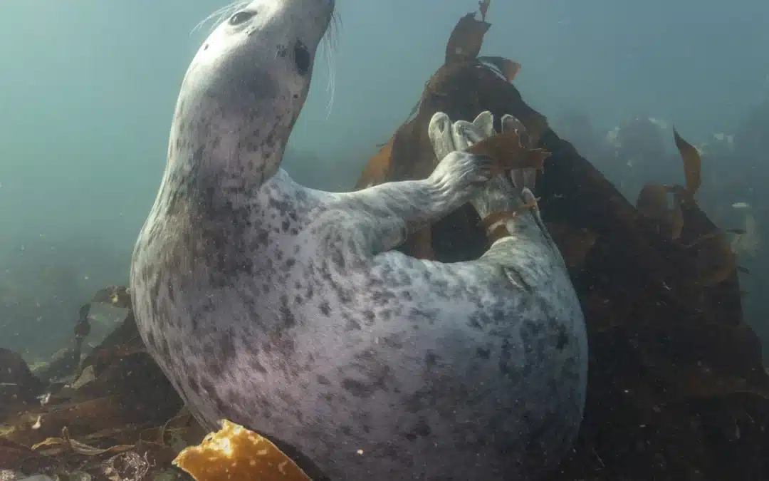 Der Lebensraum der Kegelrobbe: Küsten, Inseln und eisige Gewässer