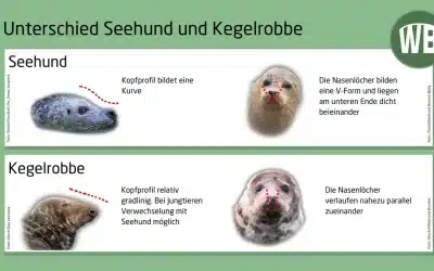 Unterschied Kegelrobbe und Seehund: So erkennst du die Unterschiede auf einen Blick
