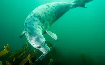 Kegelrobbe in der Nordsee – Rückkehr eines faszinierenden Wildtiers