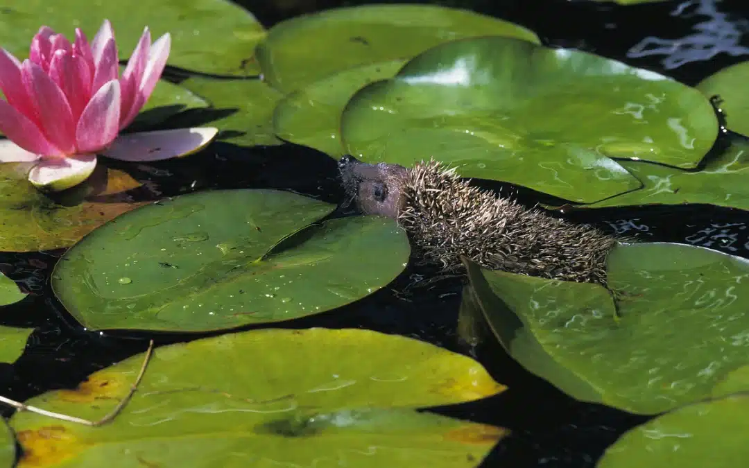 Können Igel schwimmen? – Einblick in die Fähigkeiten der stacheligen Gartenbewohner