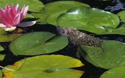 Können Igel schwimmen? – Einblick in die Fähigkeiten der stacheligen Gartenbewohner