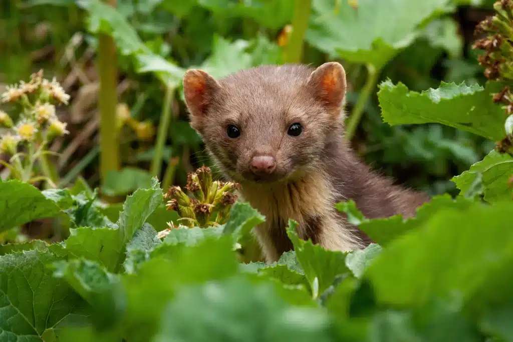 Lebensraum Baummarder - Wildtiere in Europa