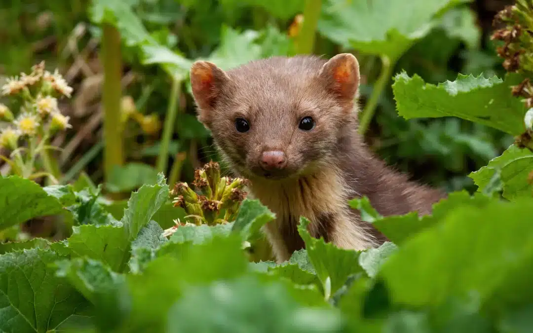 Lebensraum Baummarder