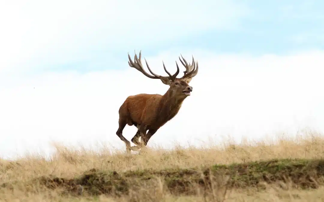 Lebensraum Rothirsch: Anpassung zwischen Wald und Offenland
