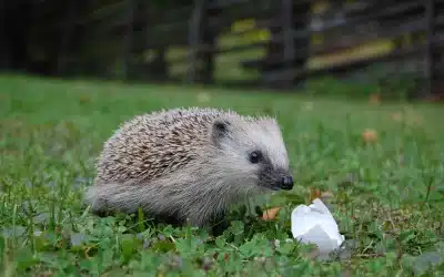 Legen Igel Eier? Die Wahrheit über die Fortpflanzung der stacheligen Gartenbewohner