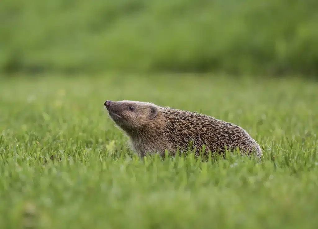 Machen Igel Löcher in den Rasen - Wildtiere in Europa