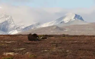 Moschusochse Dovrefjell: Ein arktisches Relikt in Norwegen