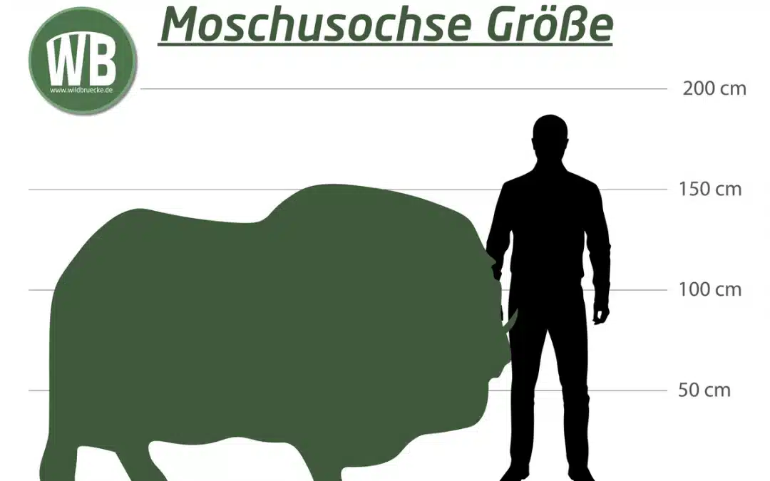 Moschusochse Größe: Ein Gigant der Tundra