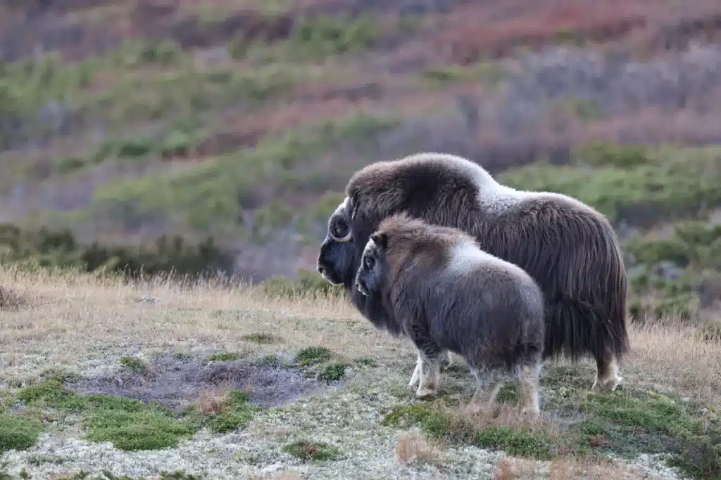 Moschusochse Kalb - Wildtiere in Europa