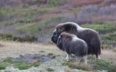 Das Moschusochsen Kalb