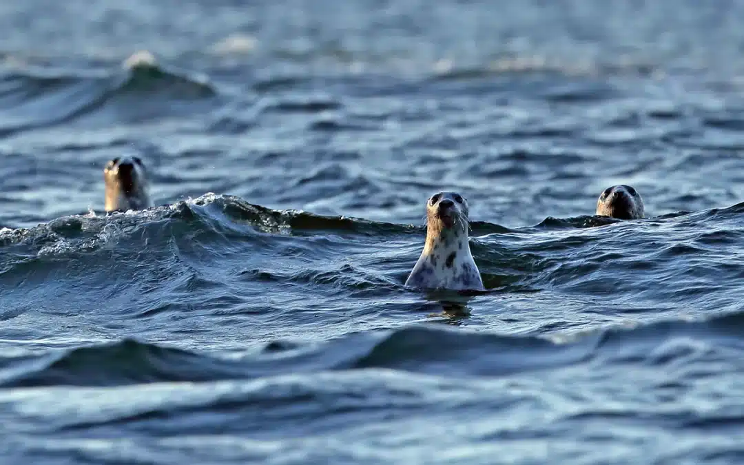 Die Ostsee Kegelrobbe – ein faszinierender Meeresbewohner