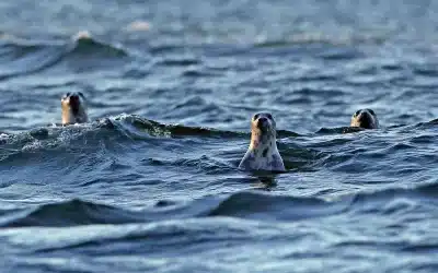 Die Ostsee Kegelrobbe – ein faszinierender Meeresbewohner