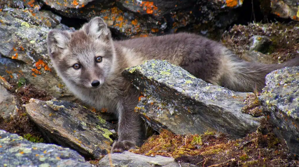 Polarfuchs Babys - Wildtiere in Europa