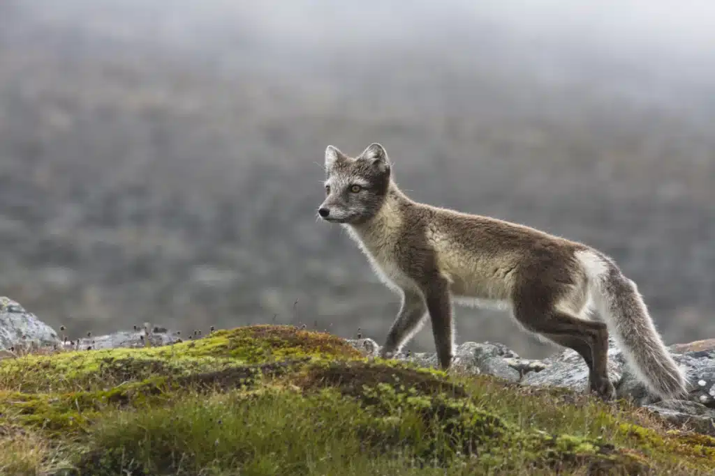 Polarfuchs Island - Wildtiere in Europa