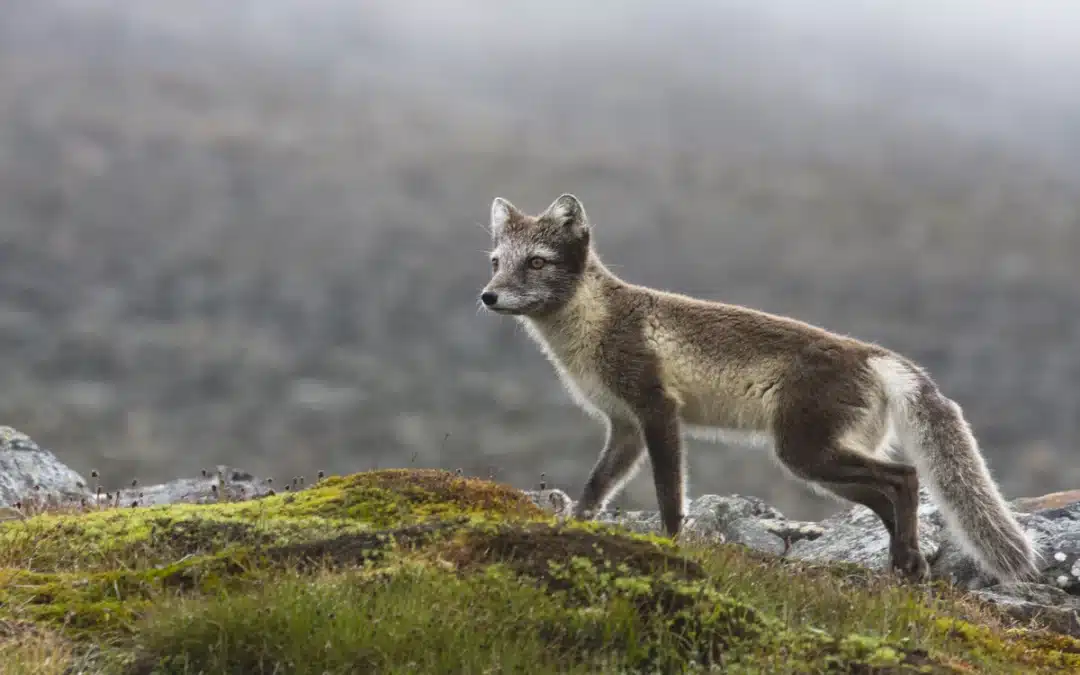 Polarfuchs Island – Einblicke in Lebensraum und Herausforderungen
