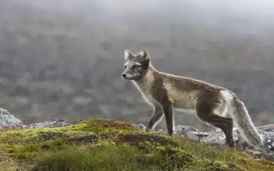 Polarfuchs Island – Einblicke in Lebensraum und Herausforderungen