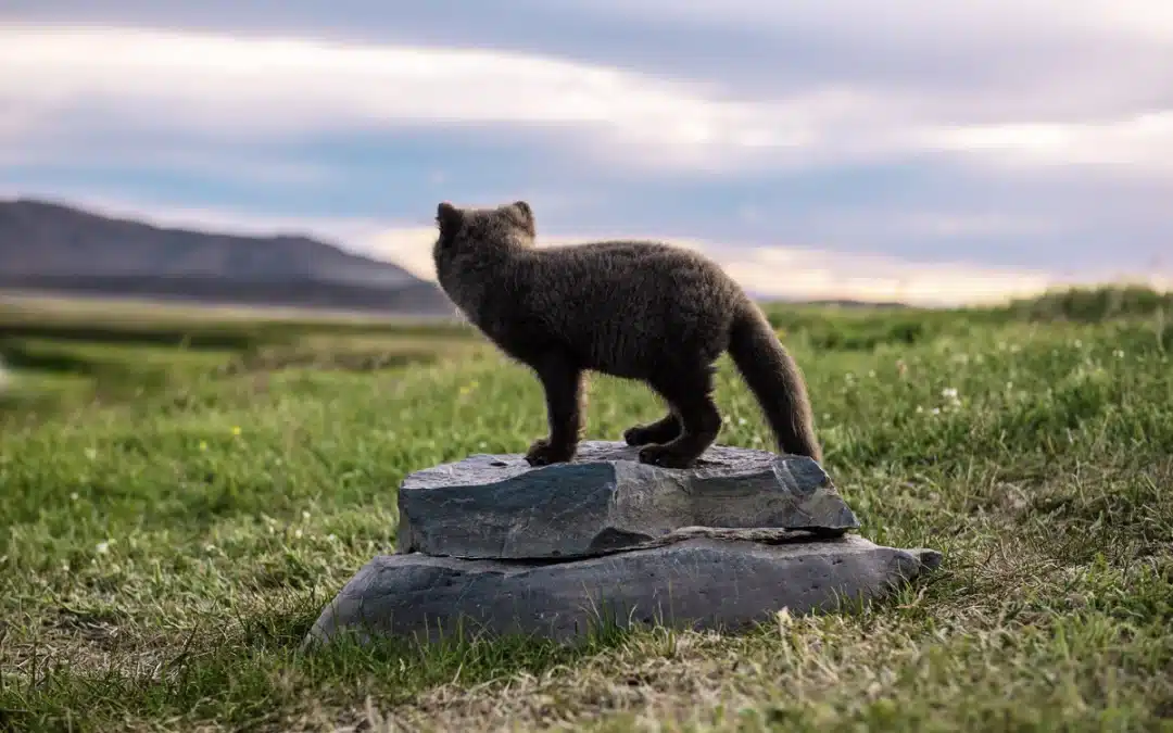 Lebensraum Polarfuchs