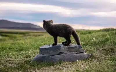 Lebensraum Polarfuchs
