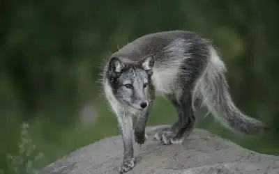 Polarfuchs Nahrung