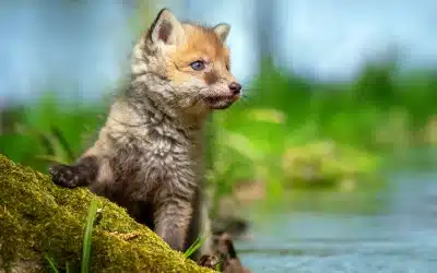 Rotfuchs Babys