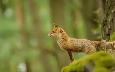 Rotfuchs Lebensraum