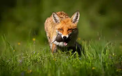 Rotfuchs Nahrung