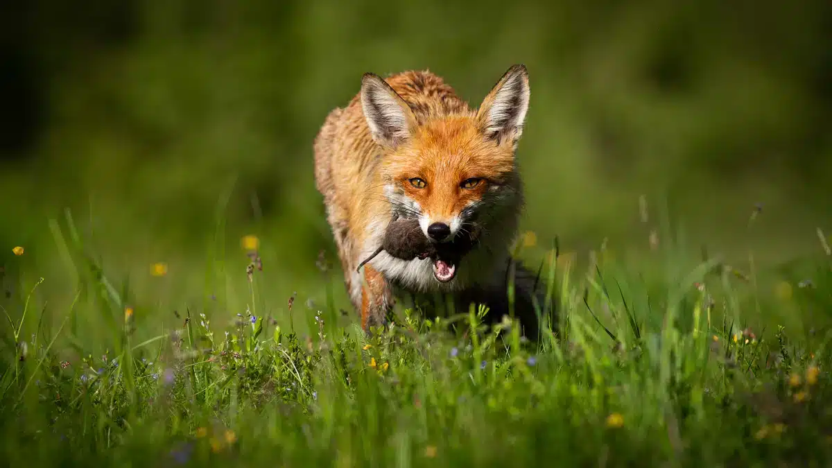 Rotfuchs Nahrung Mäuse - Wildtiere in Europa
