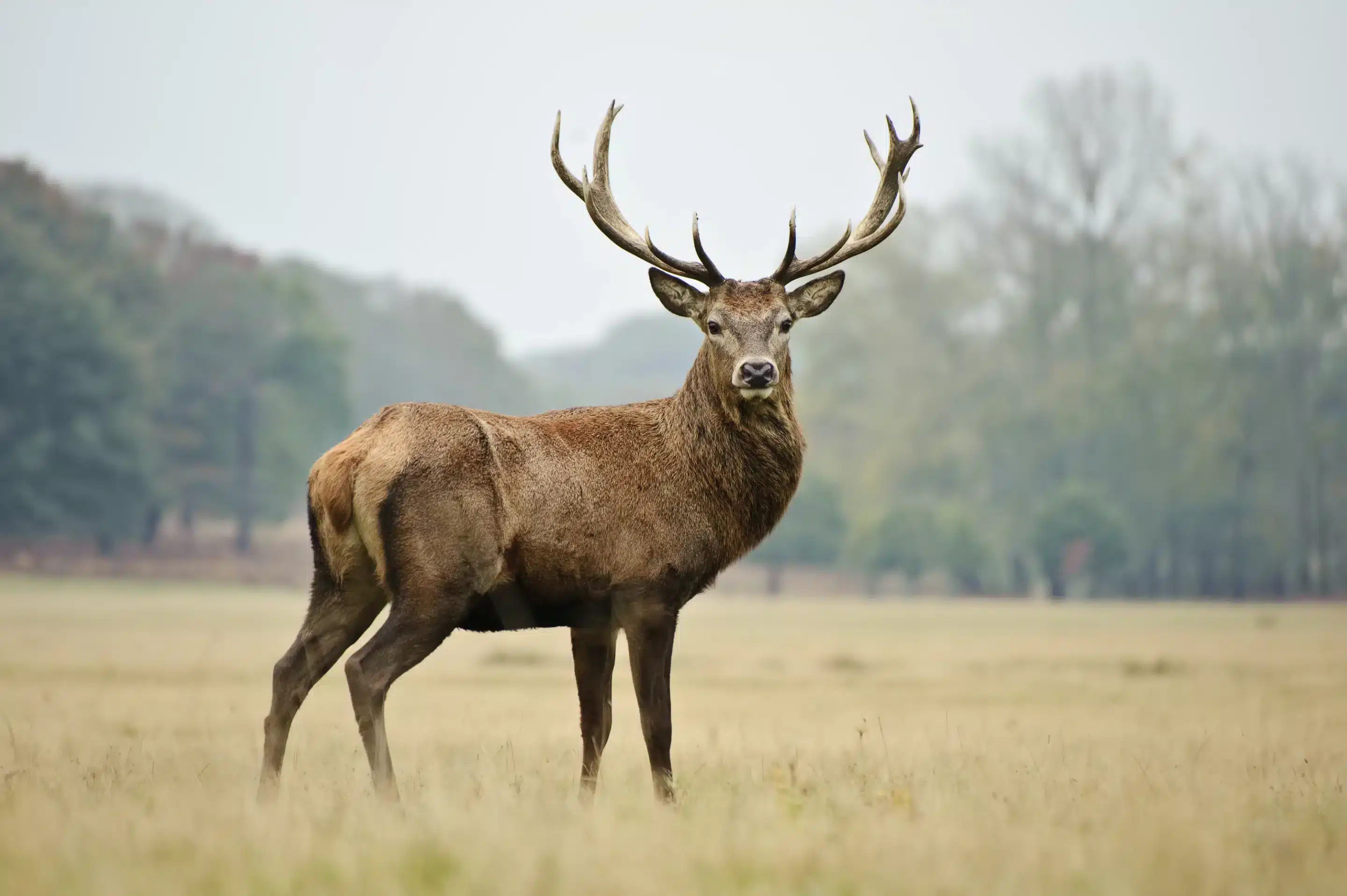 Rothirsch Größe - Wildtiere in Europa