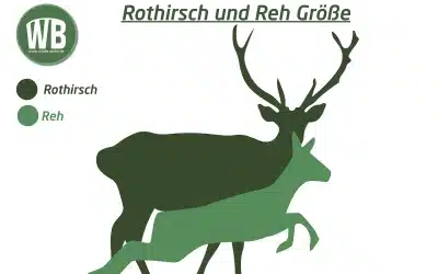 Größe Rothirsch: Wie groß wird Europas größtes Wildtier?