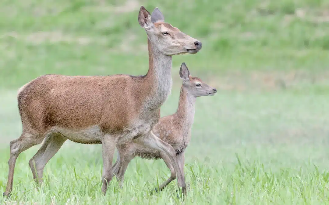 Rothirsch Hirschkuh: Unterschiede, Verhalten und Lebensweise